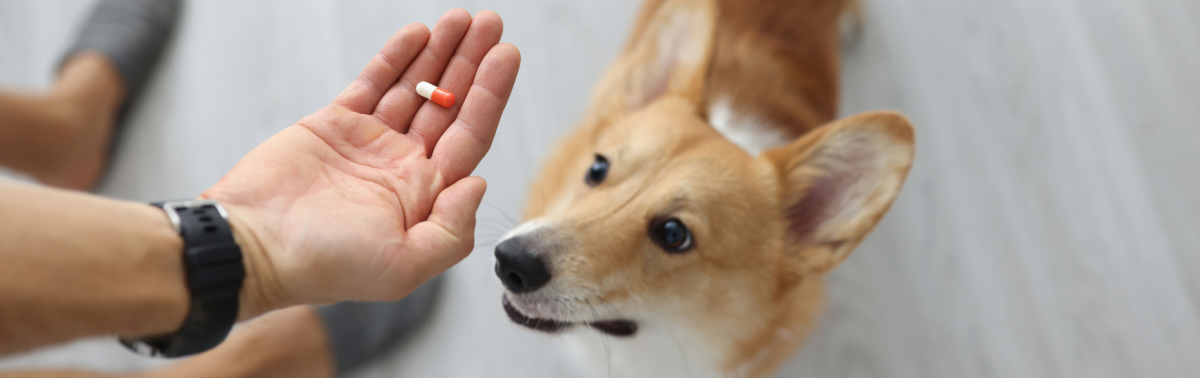 Pet Medications